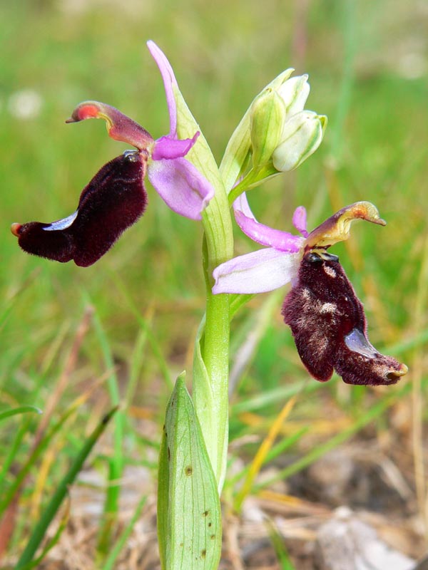 Primavera e orchidee palermitane